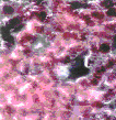 Bild102